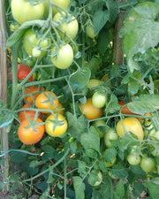 Dmart SPot Combo - Ayutripowder